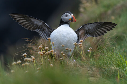 Atlantic puffin (Fratercula arctica) with outstretched wings, standing on cliff top, Shetland, Scotland, UK. July. 