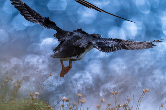 Atlantic puffin (Fratercula arctica) taking flight from nesting cliffs with bokeh on sea in background, Shetland, Scotland, UK. July. 