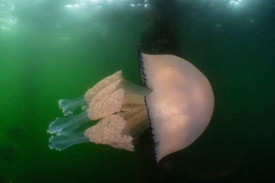 Barrel jellyfish (Rhizostoma pulmo) drifting under a pier, Scotland, UK, North Sea. 