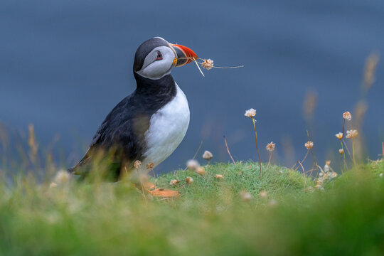 Atlantic puffin (Fratercula arctica) carrying Sea thrift (Armeria maritima) flower in its beak, perched on cliff top, Shetland, Scotland, UK. July. 