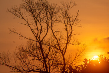 Obraz premium Golden Sunset Through Silhouetted Tree Branches with Warm Orange Sky and Fading Light Over the Horizon