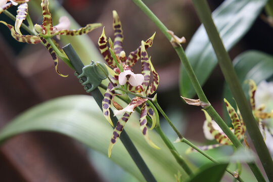 Spider orchid. Orchid Miltassia brassia.