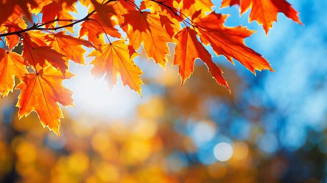 Autumn leaves in sunlight