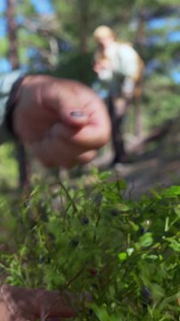 Couple picking blueberries in a Finnish forest, surrounded by mossy rocks, ferns and trees, enjoying wild harvest in nature.
