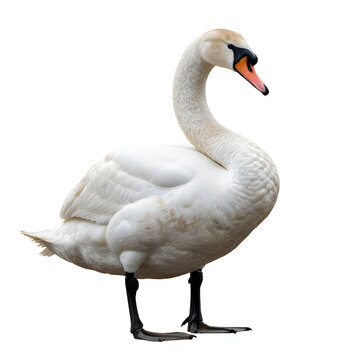 A white swan with orange beak stands on white background bird waterfowl white bird