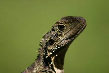 Obraz premium close up of a lizard