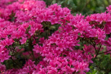 flowering pink azalea (rhododendron) bush