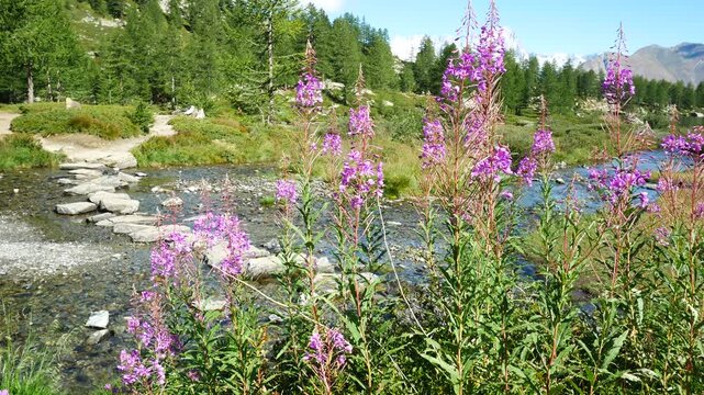 Pink flowers of willowherb are swaying in the wind, at the famous Arpy Lake, Aosta Valley, Italy. Alps mountain chain in the background, with snow,  glaciers and blue sky