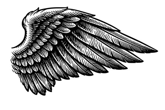 Detailed vintage engraving style wing illustration, monochrome black and white, featuring intricate feather textures. Perfect for tattoo designs, emblems, logos, and graphic art. Evokes freedom, fligh