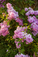 Obraz premium Detailed lilac flowers texture with natural background