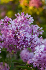 Fototapeta premium Purple lilac flowers close up with shallow depth of field