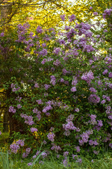 Naklejka premium Blooming lilac bush in warm golden sunlight in spring park