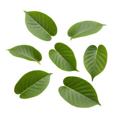 Fototapeta premium Collection of broad green leaves with distinct veins PNG. Beautiful fresh botanical foliage isolated. Exotic tropical plant and natural floral garden design elements