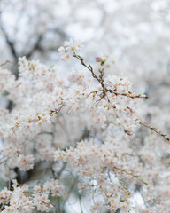 Fototapeta premium Abundant white cherry blossoms blooming on tree branches in spring