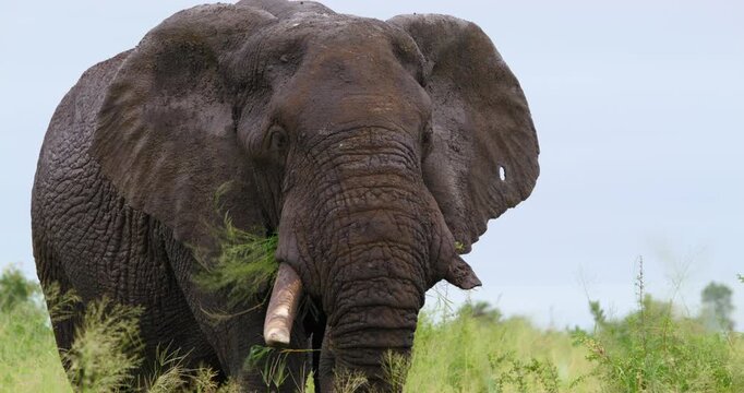 Close-up shot of old African elephant bull with broken tusks and whole in ear grazing on grass in Kruger National Park, South Africa. Detailed view of trunk movement and weathered skin in wild habitat