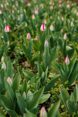 Fototapeta premium Pink tulip buds not yet opened growing in spring garden