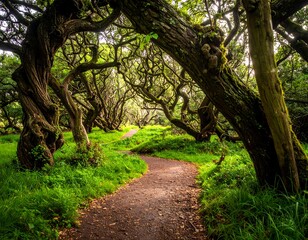 Fototapeta premium Winding path through forest archways of ancient, moss-covered trees