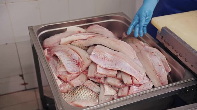 Close-up of fresh raw fish fillets being placed in a metal container at a factory