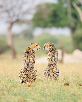 cheetah and cubs