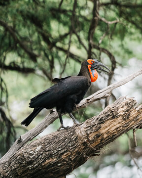 red billed hornbill