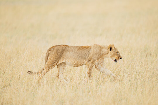 lion in the grass