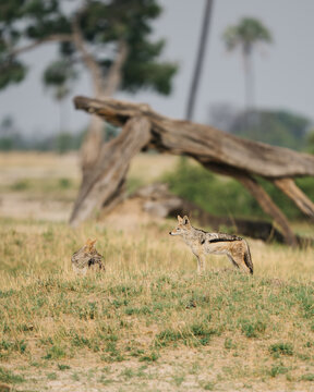 jackals