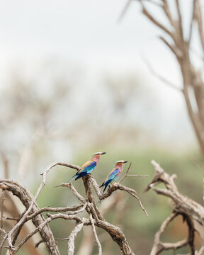 lilac breasted roller
