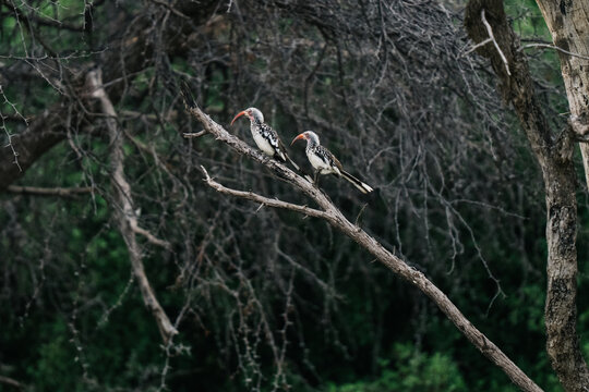 woodpecker on a tree