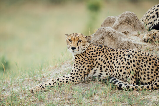 cheetah in the savannah