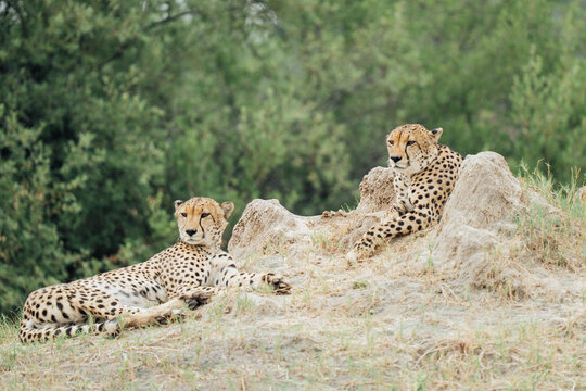 cheetah and cub