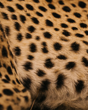 leopard fur texture
