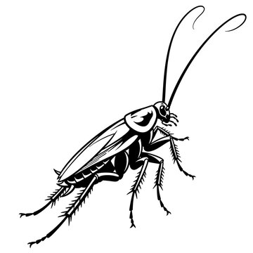 Detailed black and white illustration of a cockroach insect.