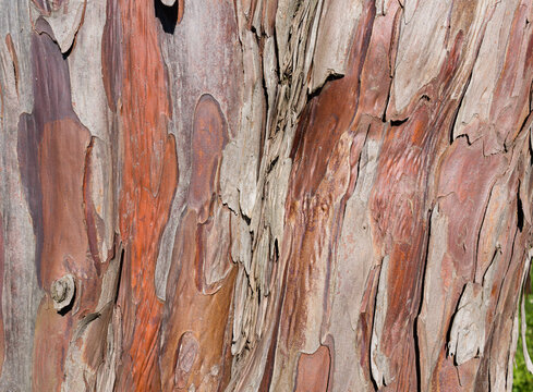 &eacute;corce d'arbre if