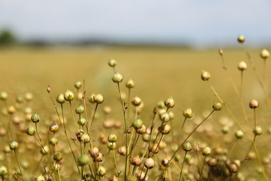 ripe flax plants with round seeds closeup in a field in the dutch countryside in summer 