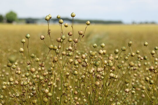 flax seeds in a field in the dutch countryside in summer closeup