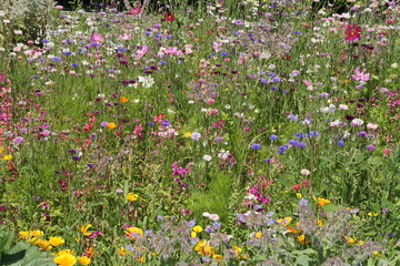 a mixture of colorful wildflowers in the countryside in summer for stimulating biodiversity © Angelique