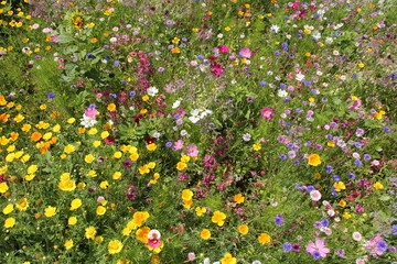 a group colorful wildflowers, cosmos, cornflower, poppy for bees and stimulating biodiversity © Angelique
