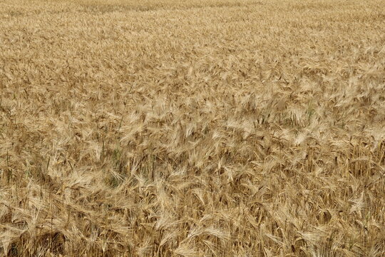 a large group ripe barley plants with ears with hairs in a field in the countryside in summer