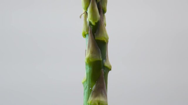 Plant Anatomy: The Structure of Protective Leaves in Asparagus Shoots. Surface Textures of Asparagus Spear.
