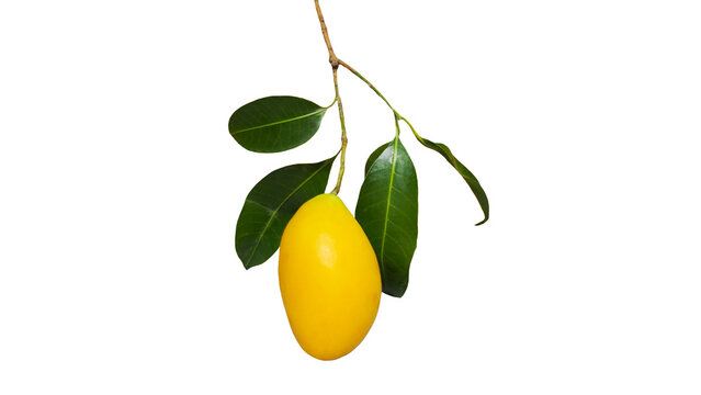 Single ripe yellow Marian plum on a branch, seasonal tropical fruit isolated on transparent .