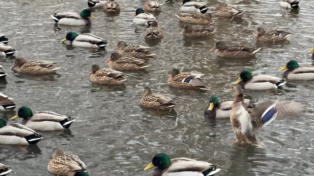 Many ducks swimming calmly in a clear pond water. Large flock of wild mallard birds migrating on lake surface. Wildlife behavior at the park in natural habitat.