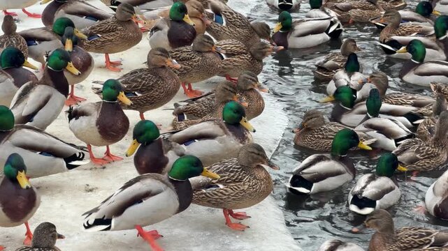 Many mallard ducks swimming in dark water of pond in city park during winter. Group of wild bird migrating and feeding near snowy bank in cold cloudy weather.