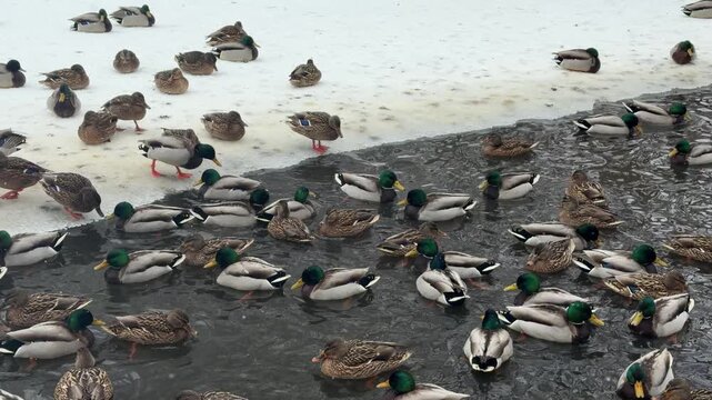 Many mallard ducks swimming in dark water of pond in city park during winter. Group of wild bird migrating and feeding near snowy bank in cold cloudy weather.