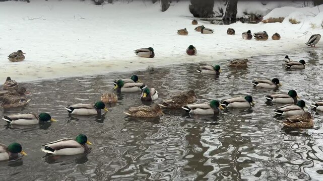 Many mallard ducks swimming in dark water of pond in city park during winter. Group of wild bird migrating and feeding near snowy bank in cold cloudy weather.