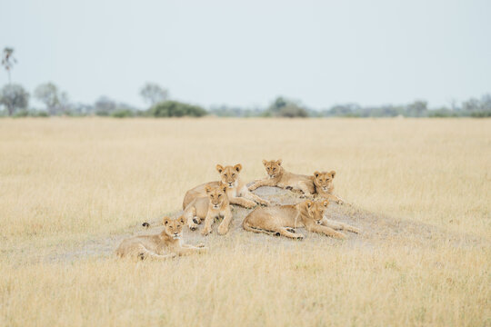 lion pride resting on rocks