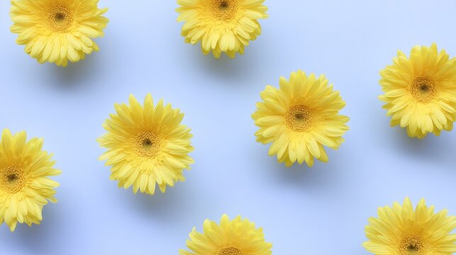 Artistic arrangement of yellow gerbera flowers against a vibrant blue background.