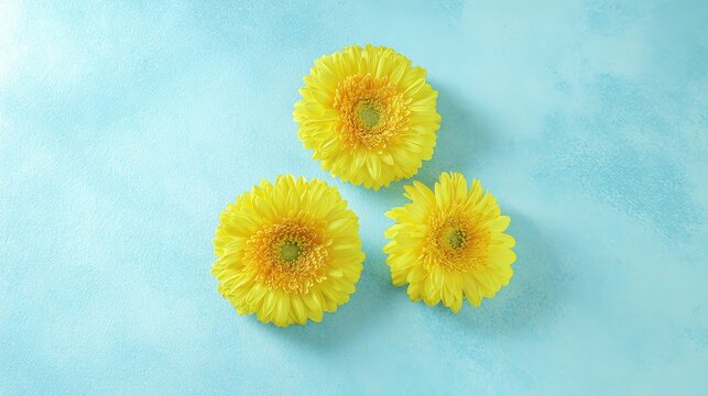 Artistic arrangement of yellow gerbera flowers against a vibrant blue background.
