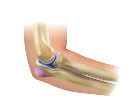 Elbow Anatomy. Isolated vector illustration