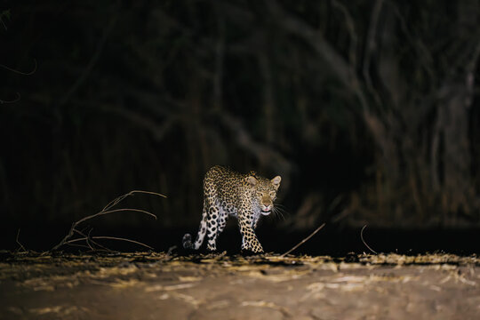 leopard at night