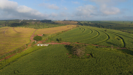 Obraz premium Aerial view of a vast corn crop field in a rural area of Brazil under a blue sky